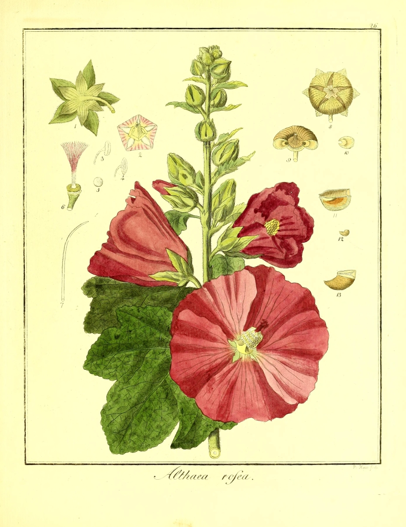 no HD illustration available (3)