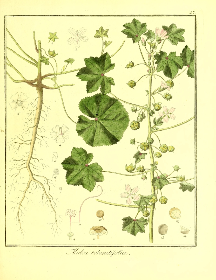 no HD illustration available (3)