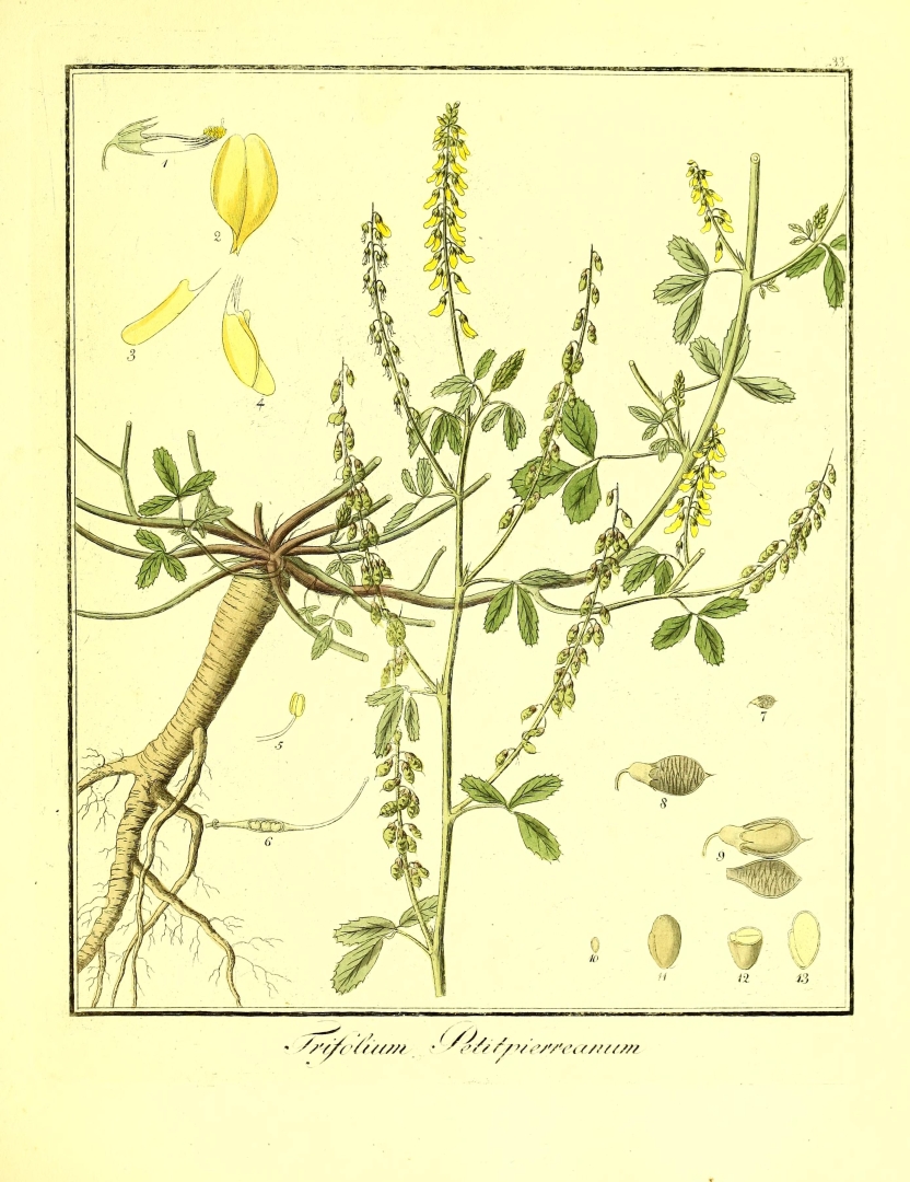 no HD illustration available (3)