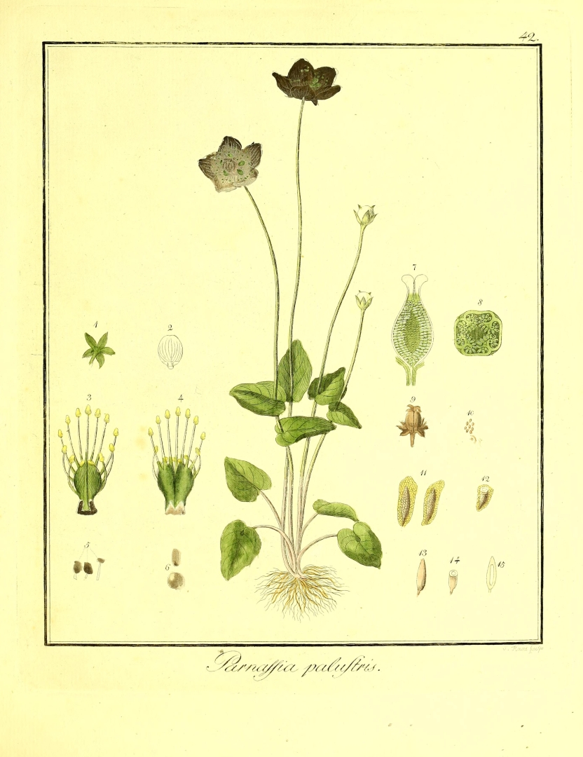 no HD illustration available (3)