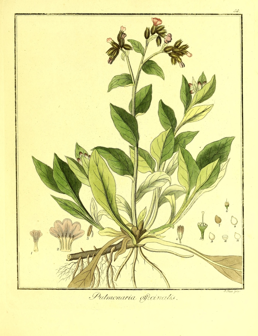 no HD illustration available (3)