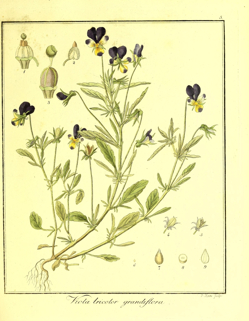 no HD illustration available (3)