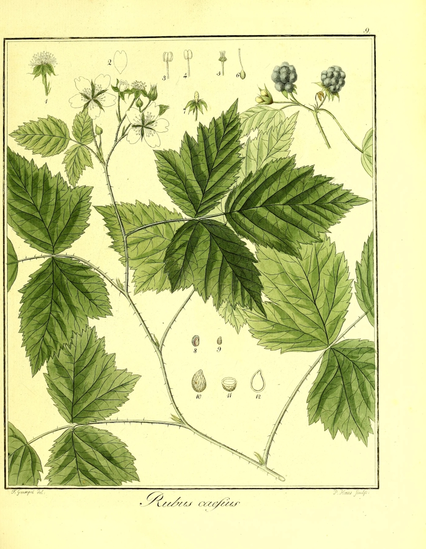 no HD illustration available (3)