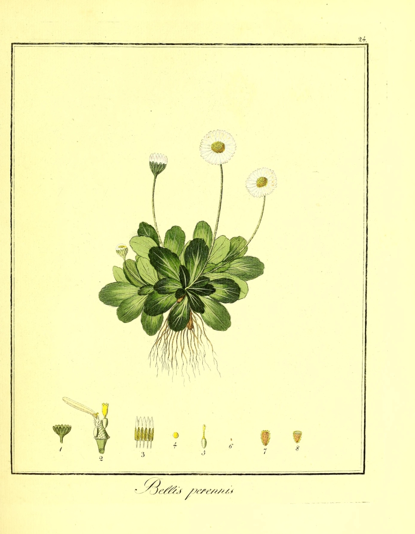 no HD illustration available (3)