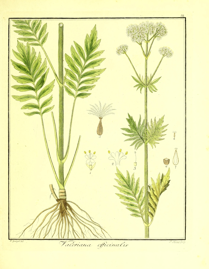 no HD illustration available (3)