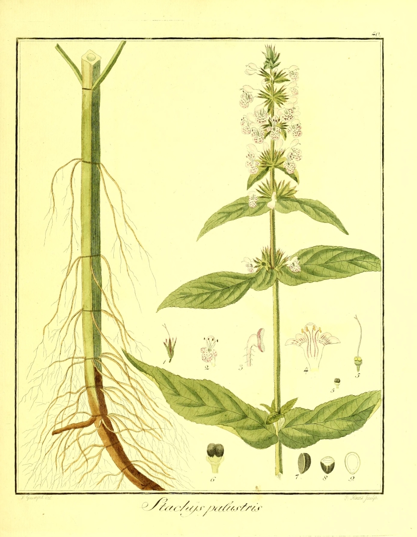 no HD illustration available (3)