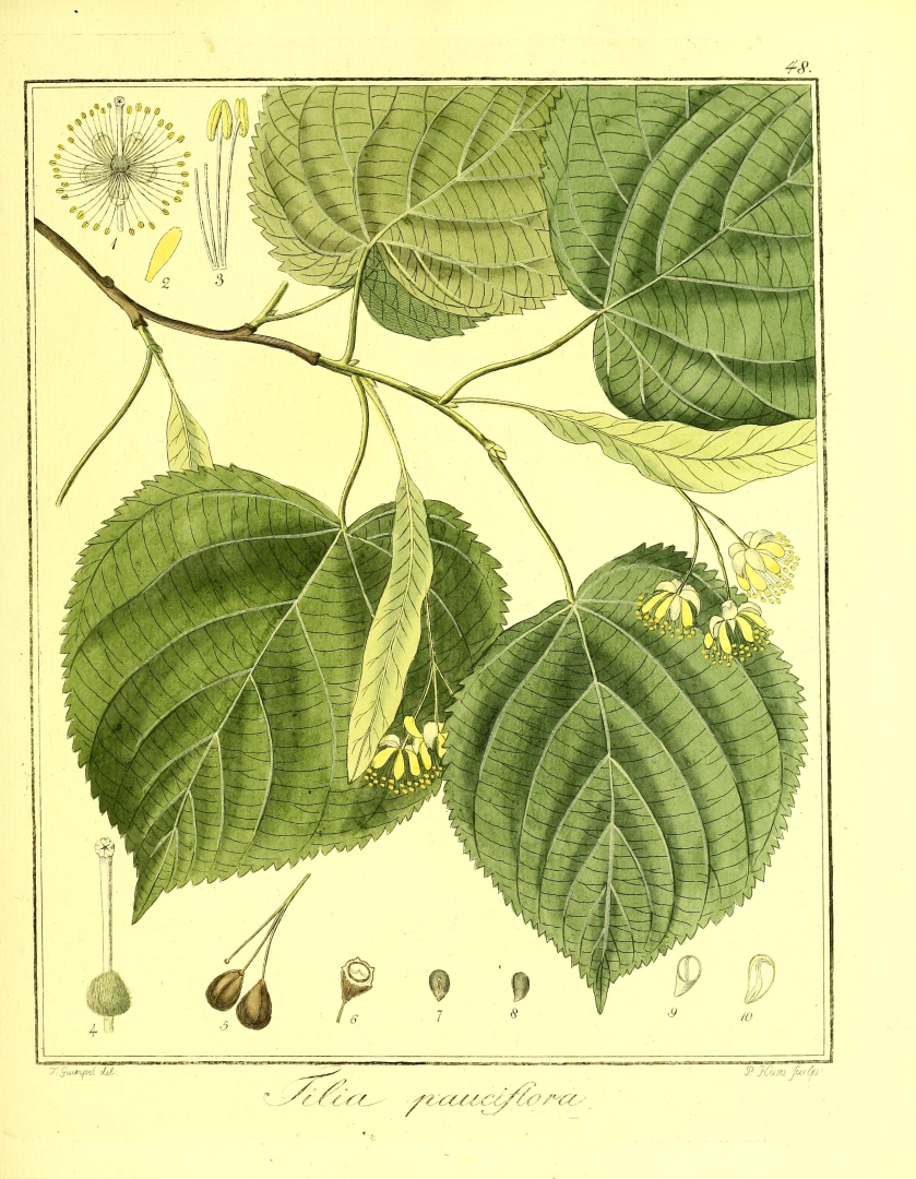 no HD illustration available (3)