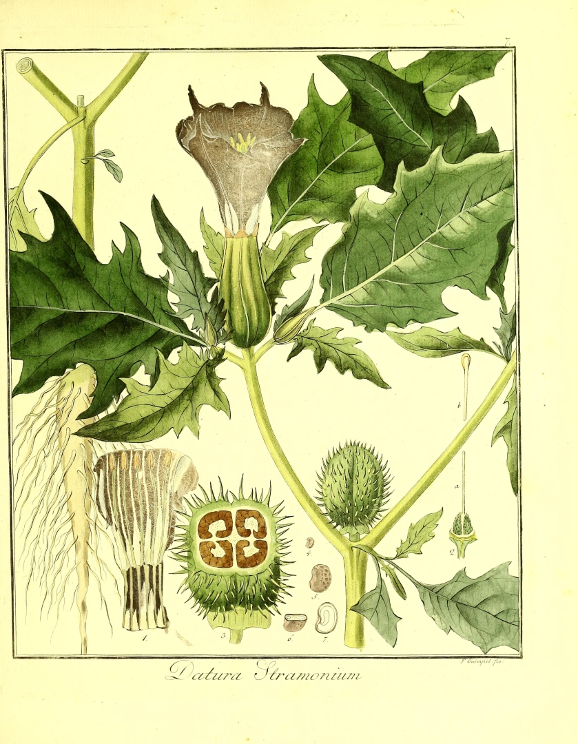 no HD illustration available (3)