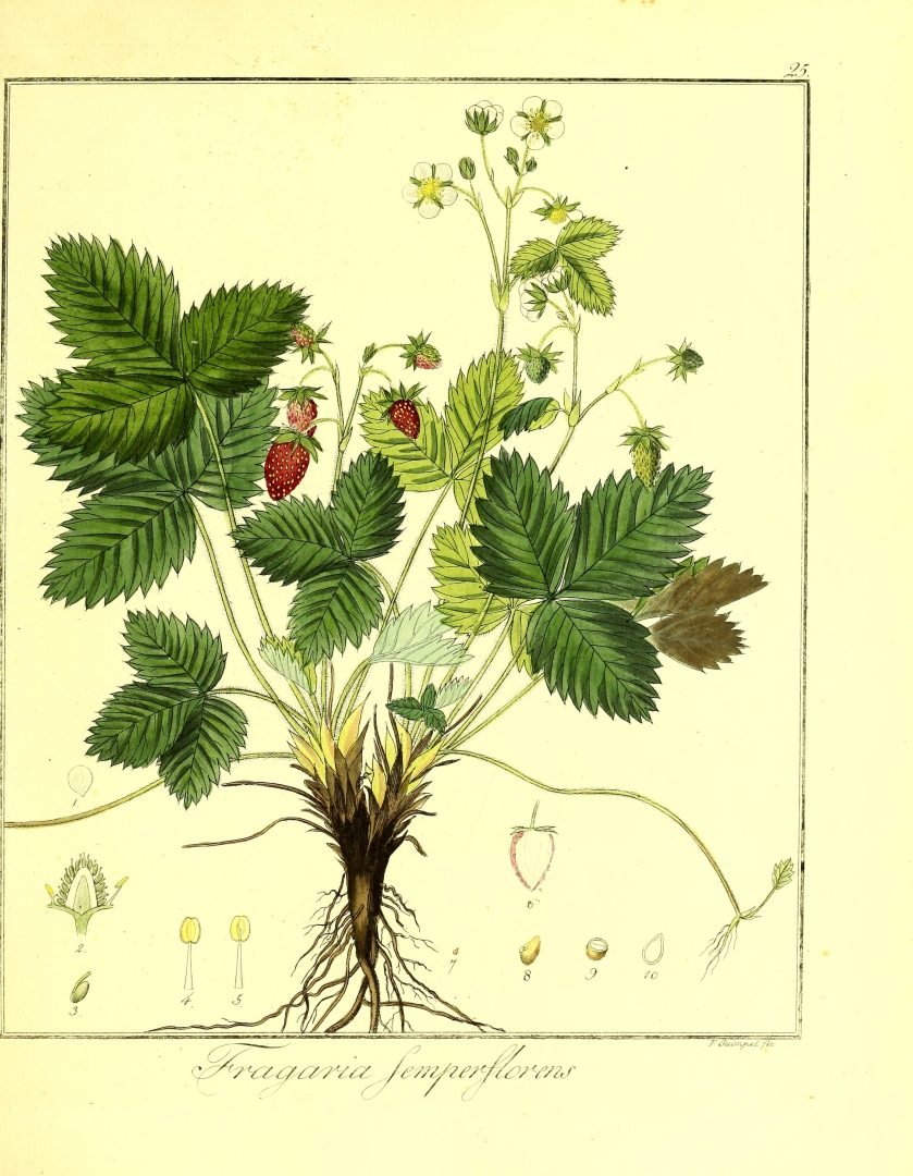 no HD illustration available (3)