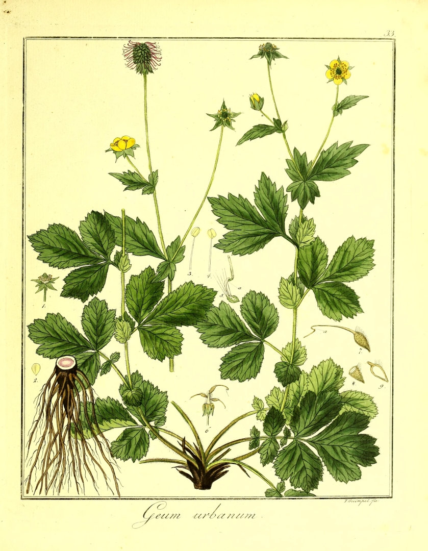 no HD illustration available (3)