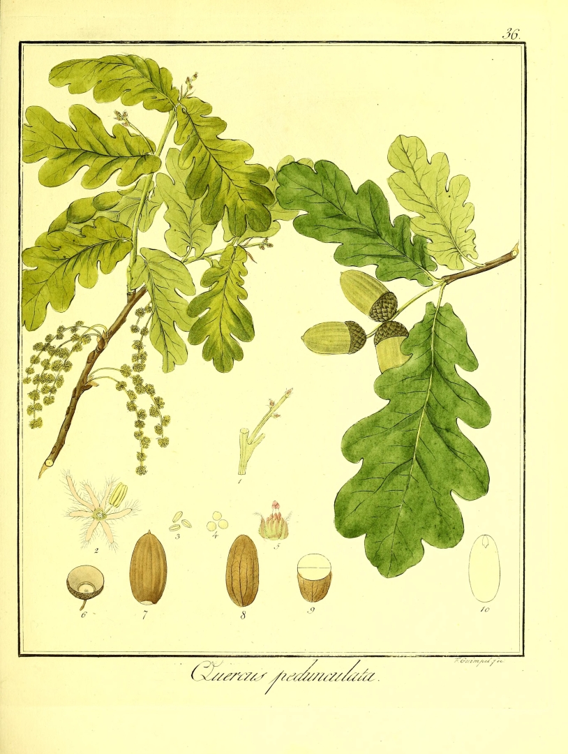 no HD illustration available (3)