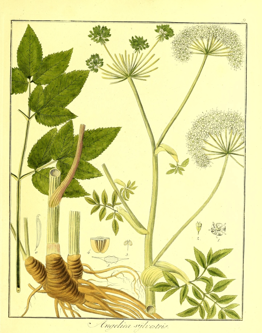 no HD illustration available (3)