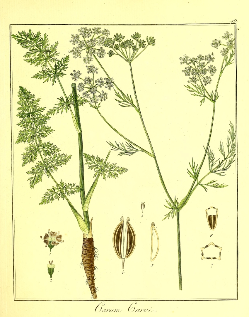 no HD illustration available (3)