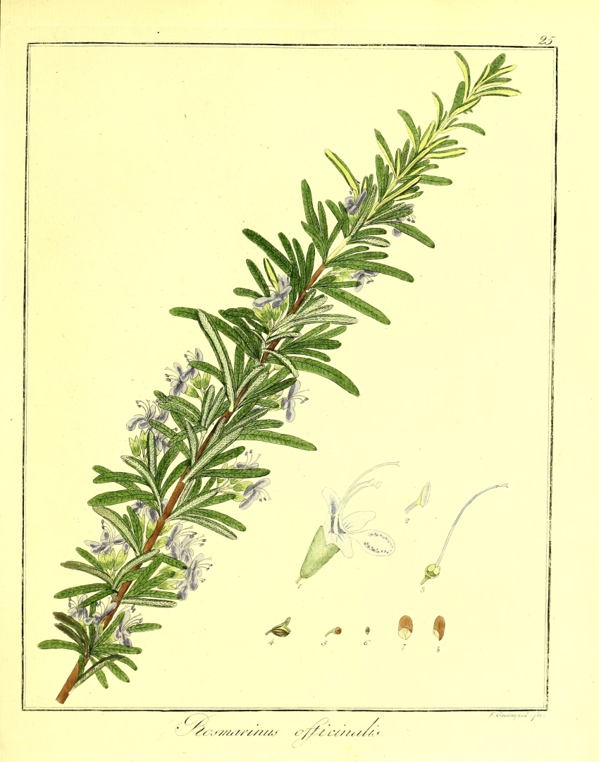 no HD illustration available (3)