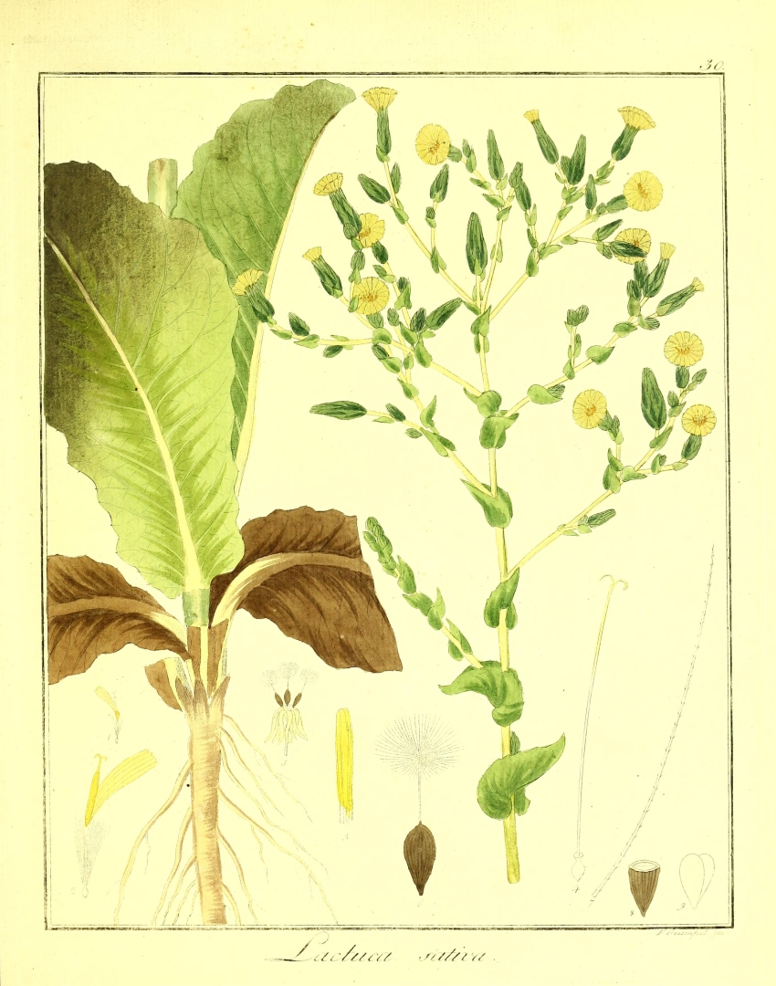 no HD illustration available (3)