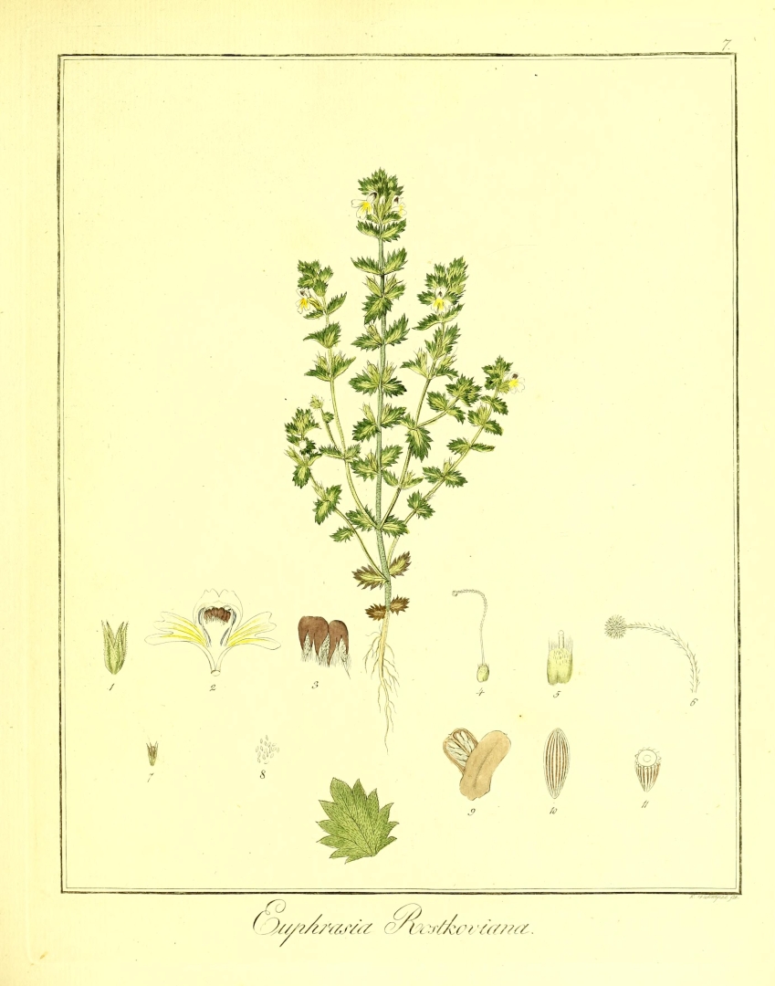 no HD illustration available (3)