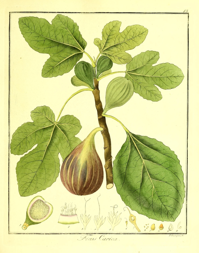 no HD illustration available (3)