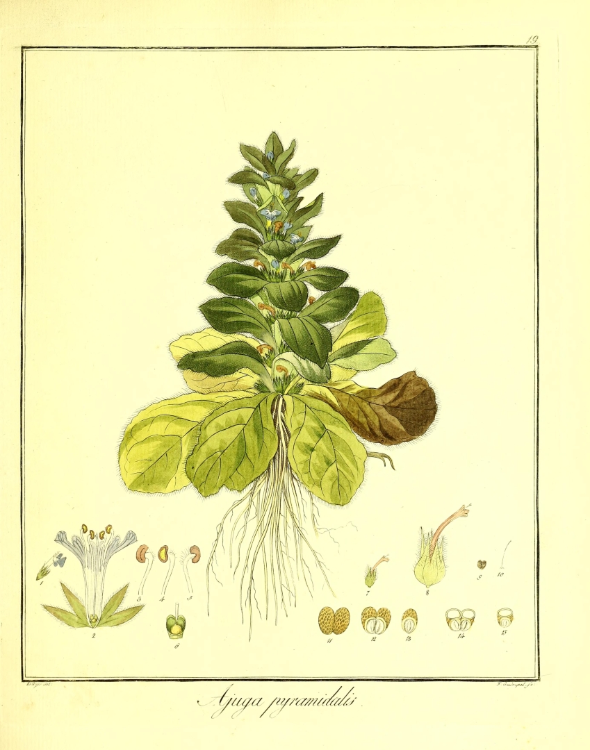 no HD illustration available (3)