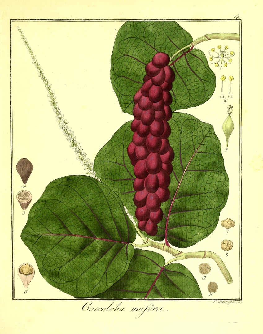 no HD illustration available (3)