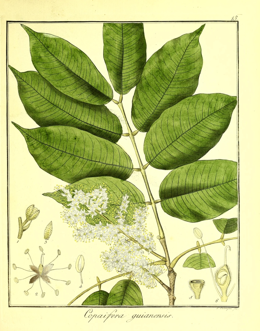 no HD illustration available (3)