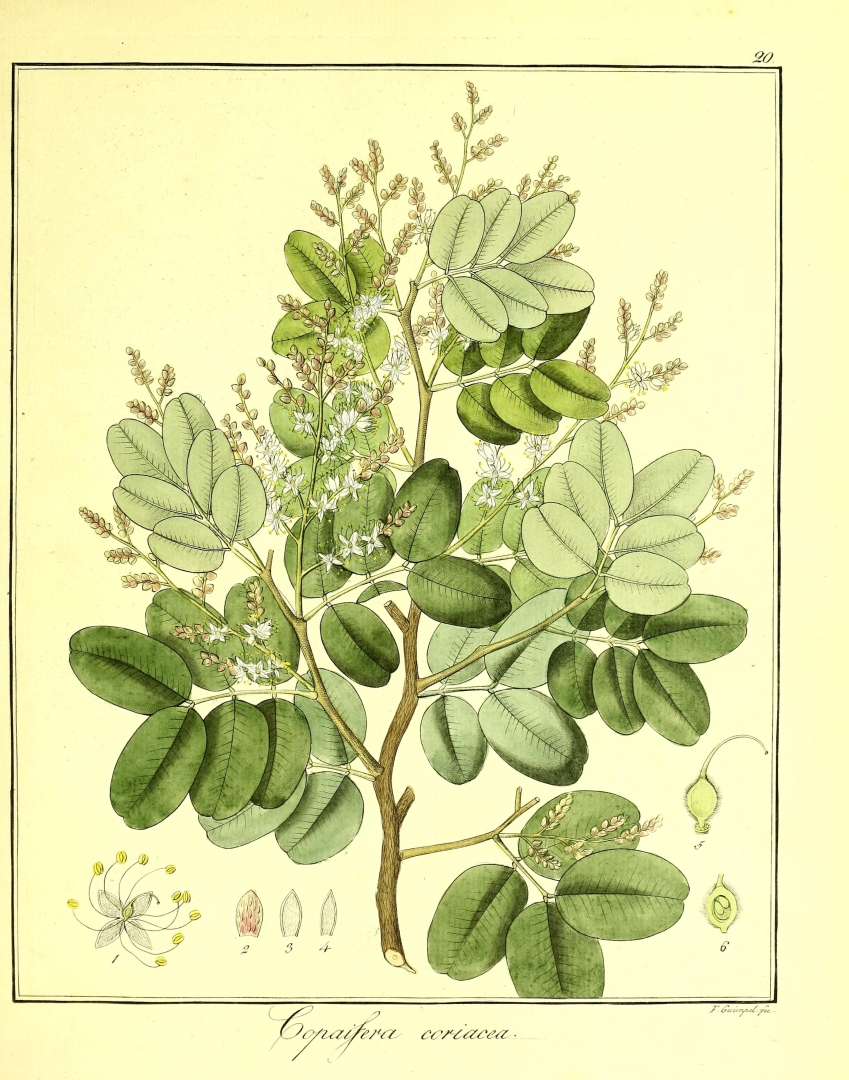 no HD illustration available (3)