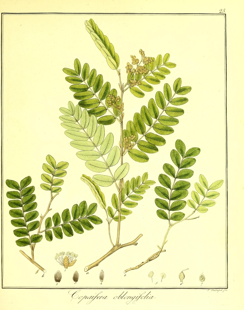 no HD illustration available (3)