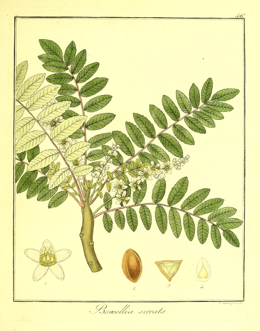 no HD illustration available (3)