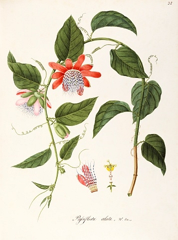 no HD illustration available (3)