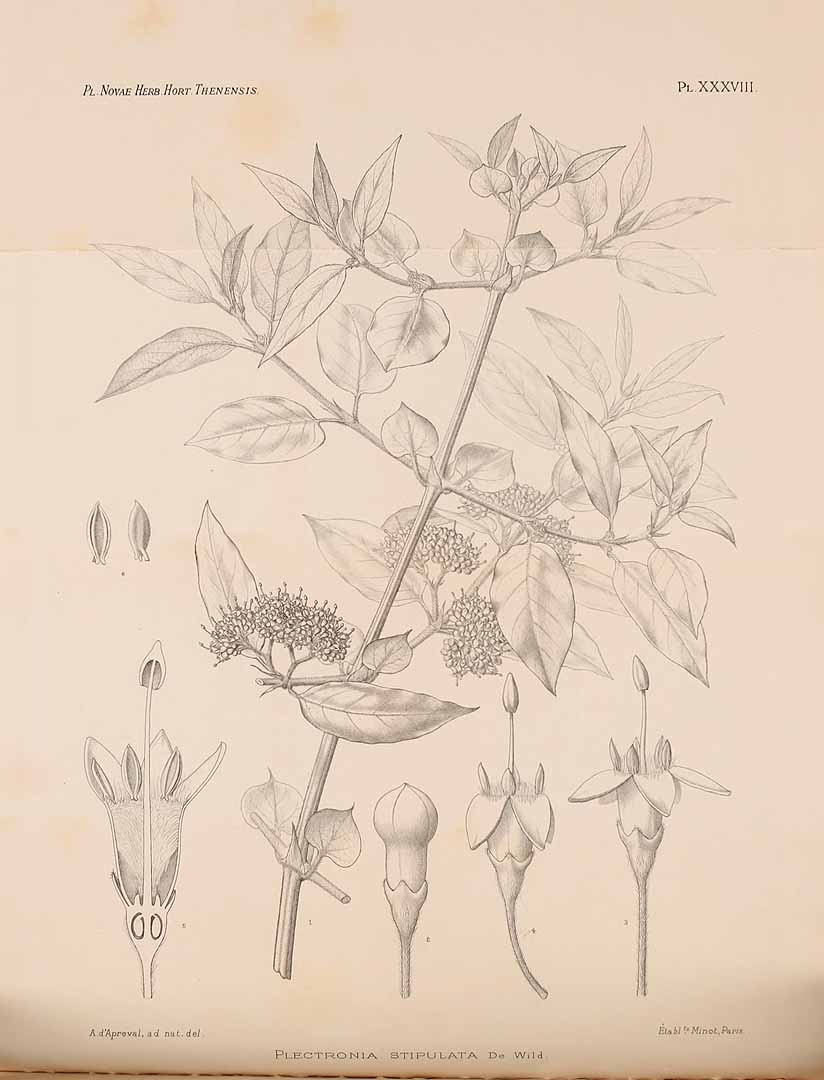 no HD illustration available (3)