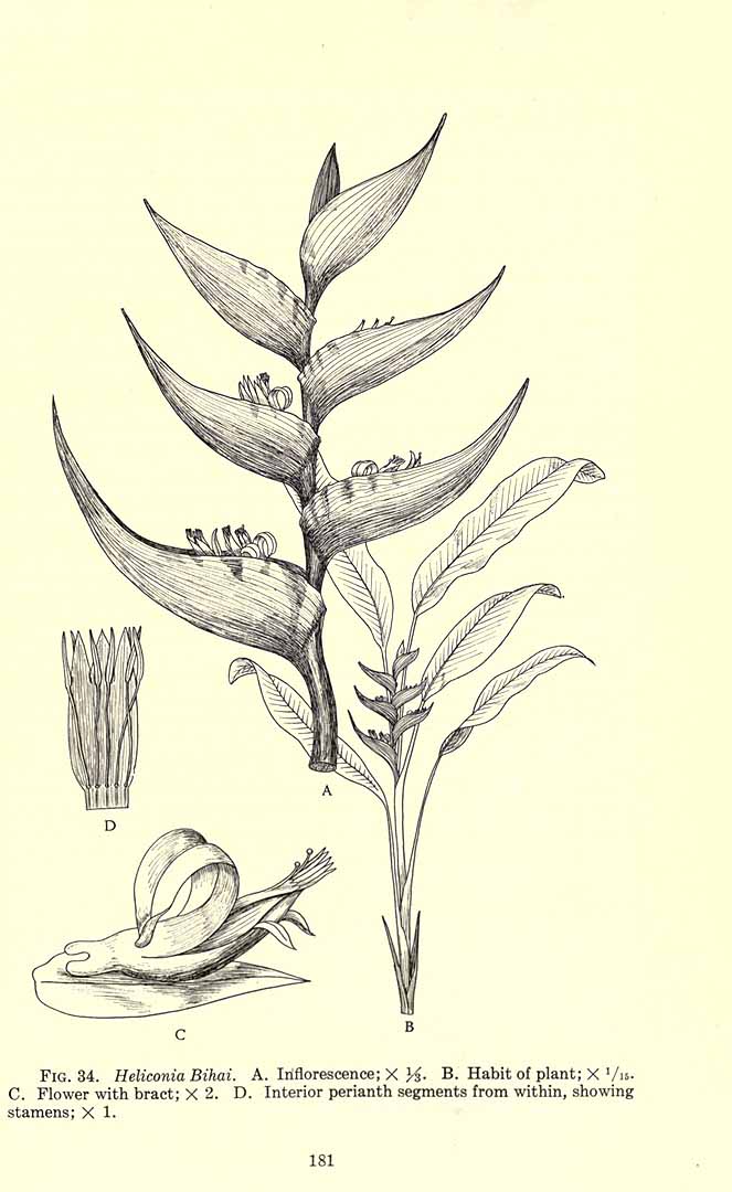 no HD illustration available (3)