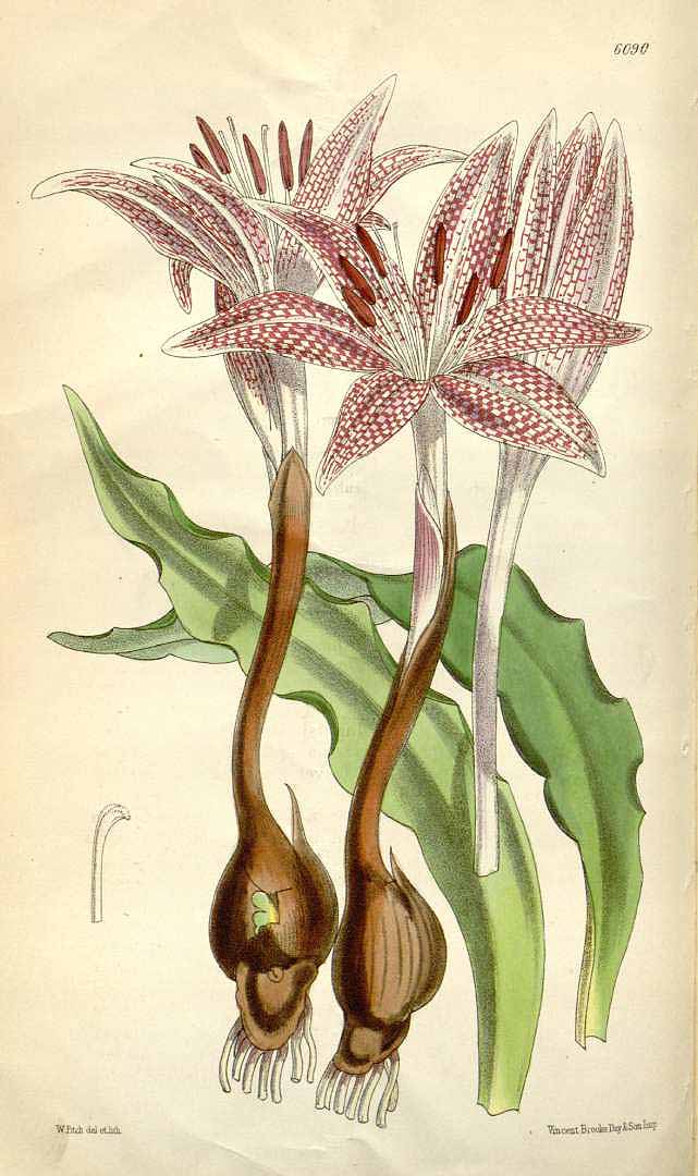 no HD illustration available (3)