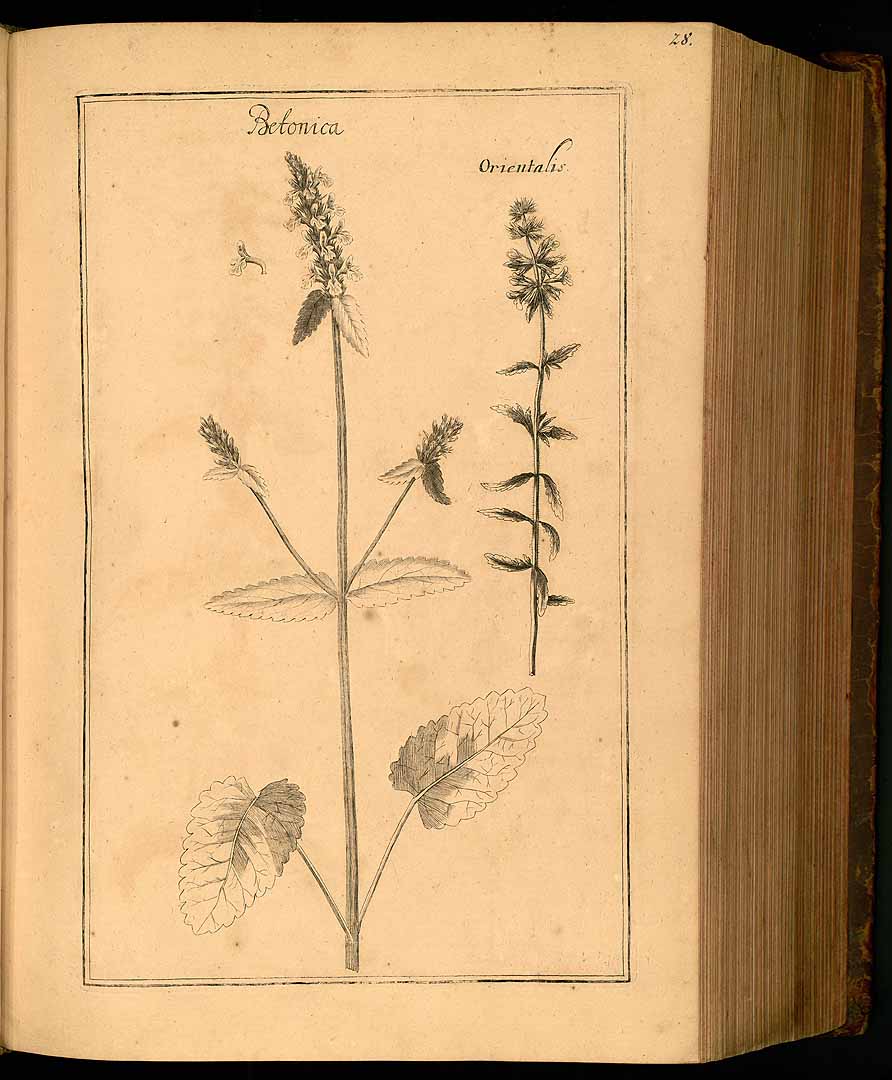 no HD illustration available (3)