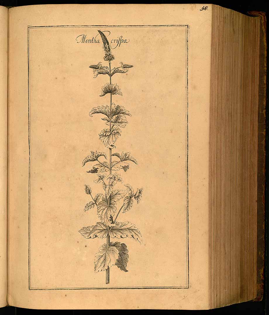 no HD illustration available (3)