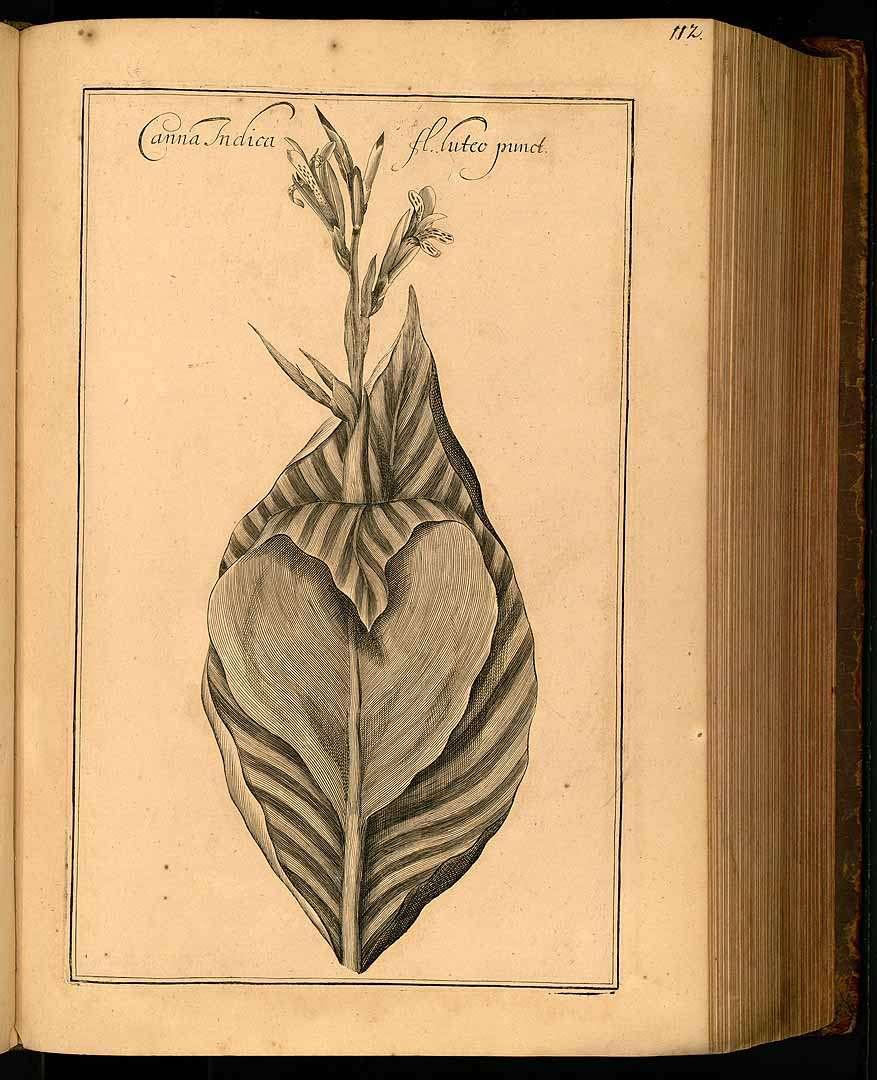 no HD illustration available (3)