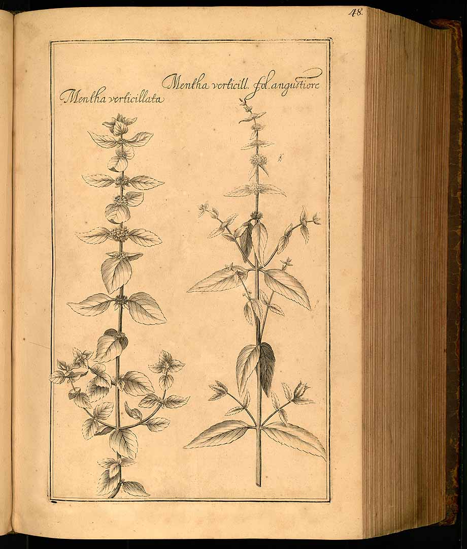 no HD illustration available (3)