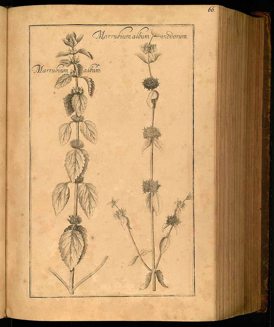 no HD illustration available (3)