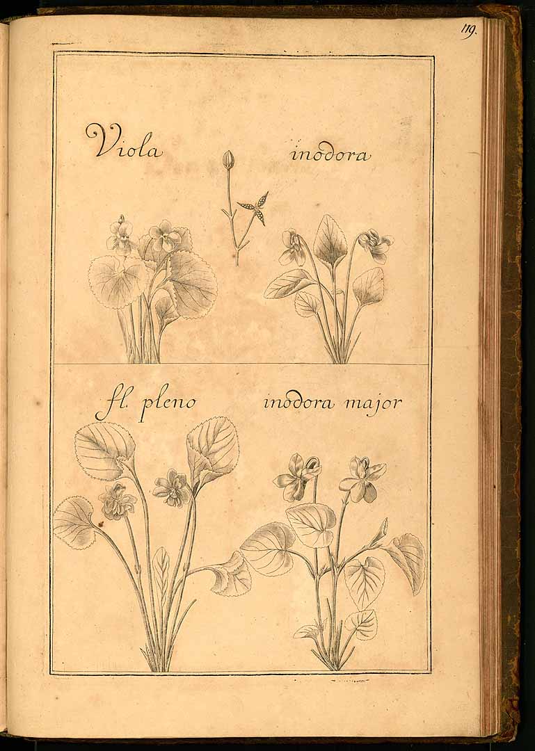 no HD illustration available (3)