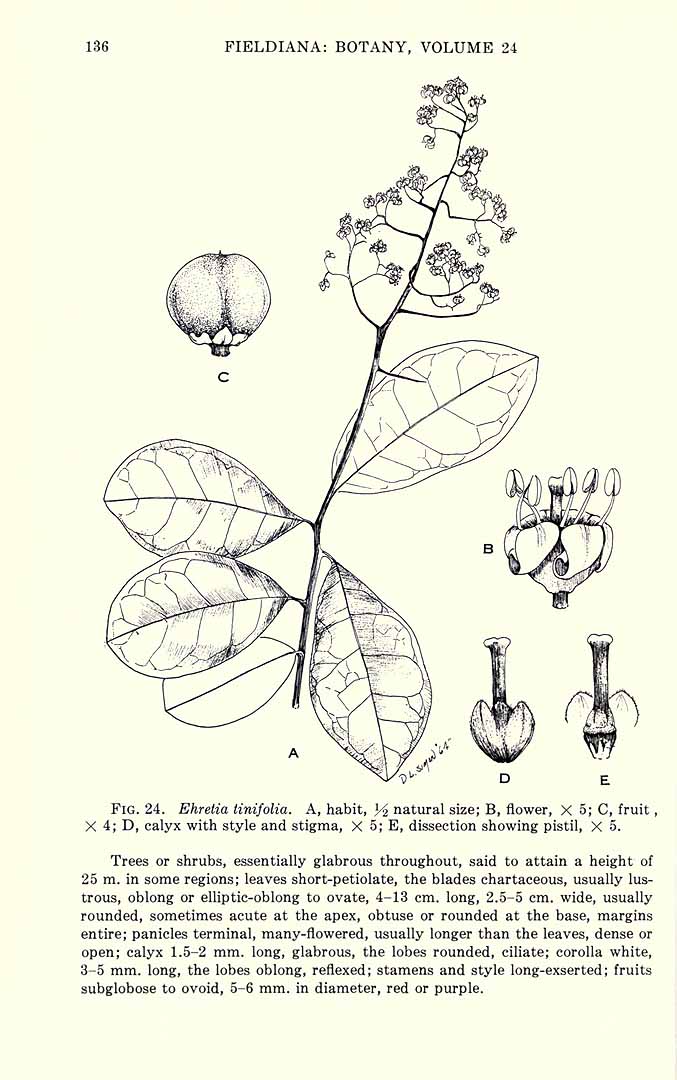 no HD illustration available (3)