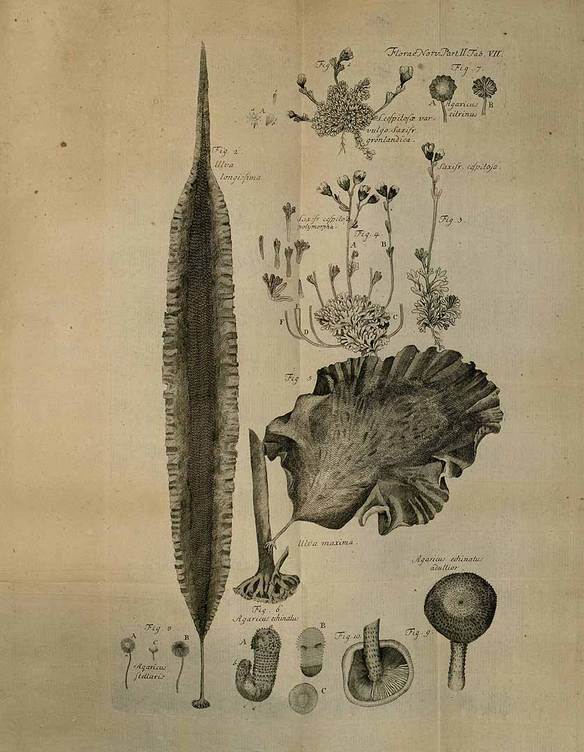 no HD illustration available (3)