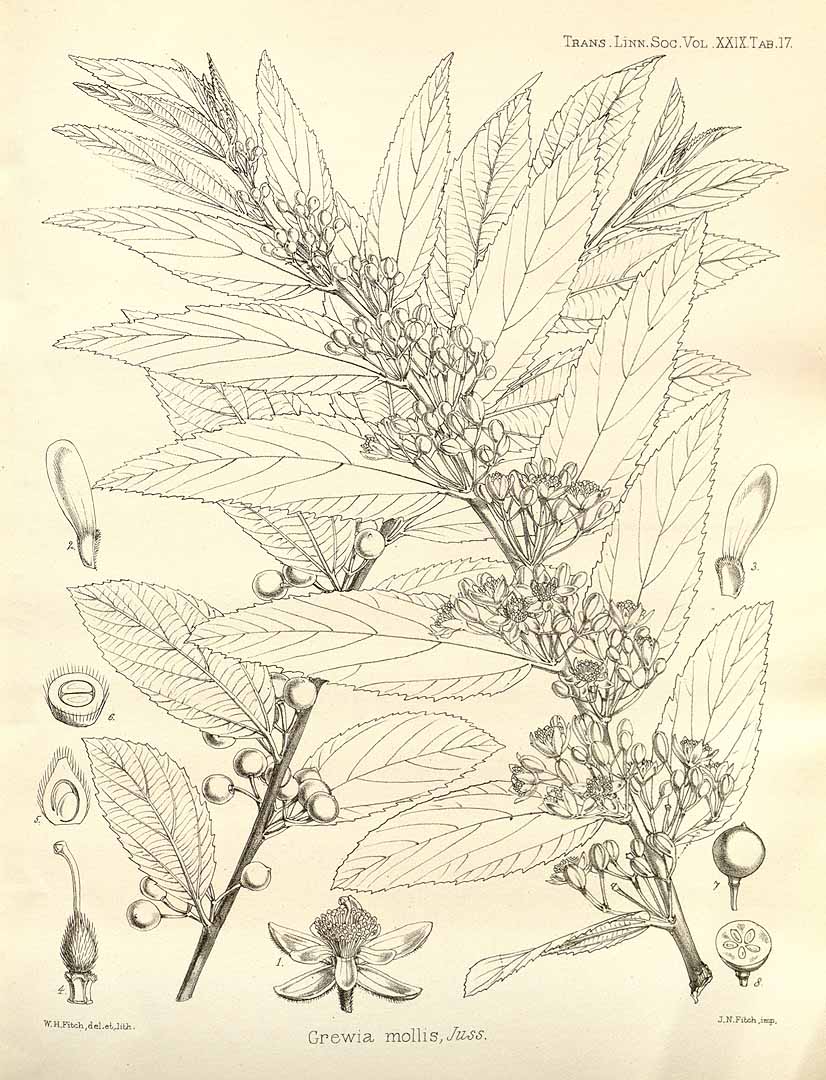 no HD illustration available (3)