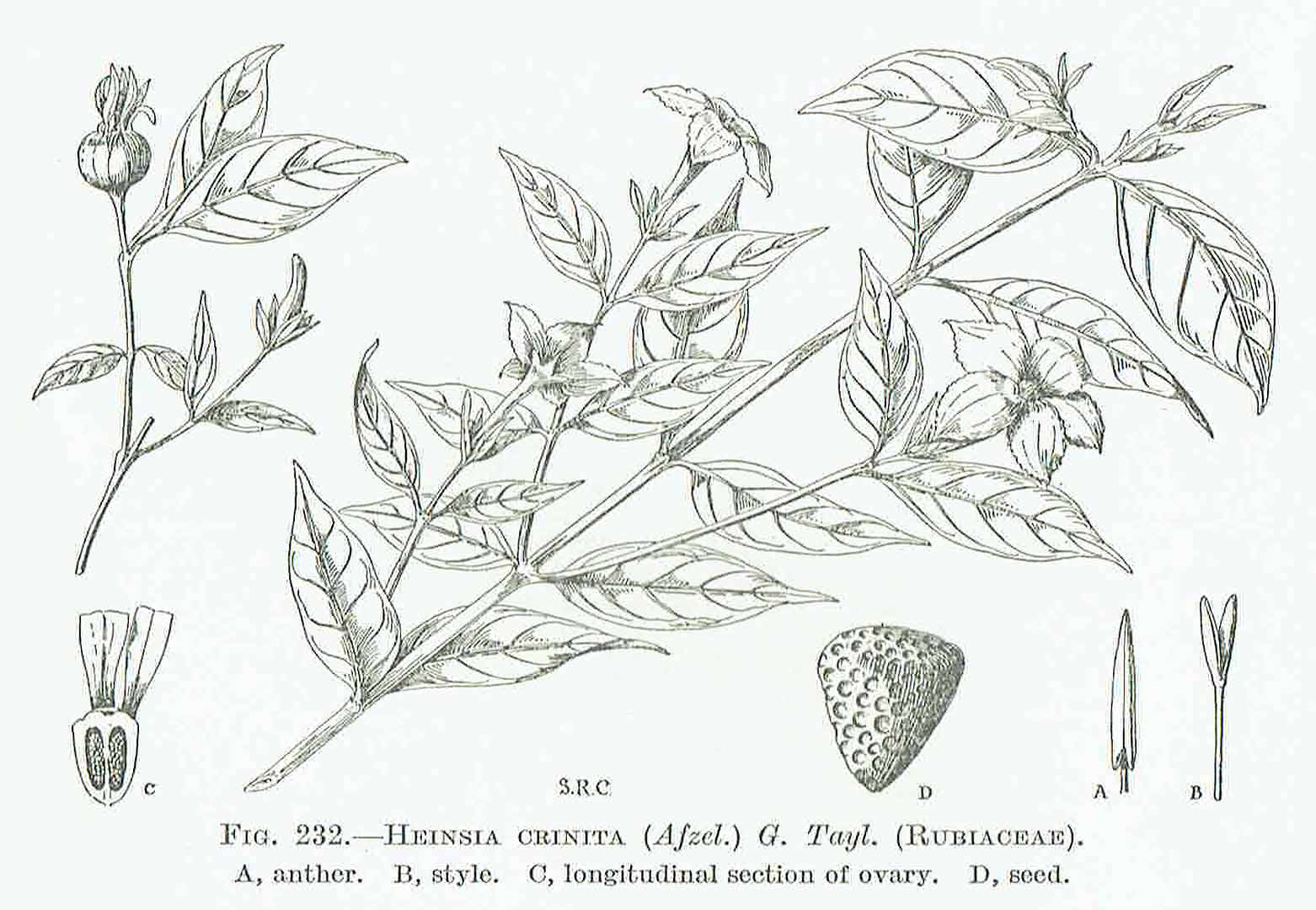 no HD illustration available (3)