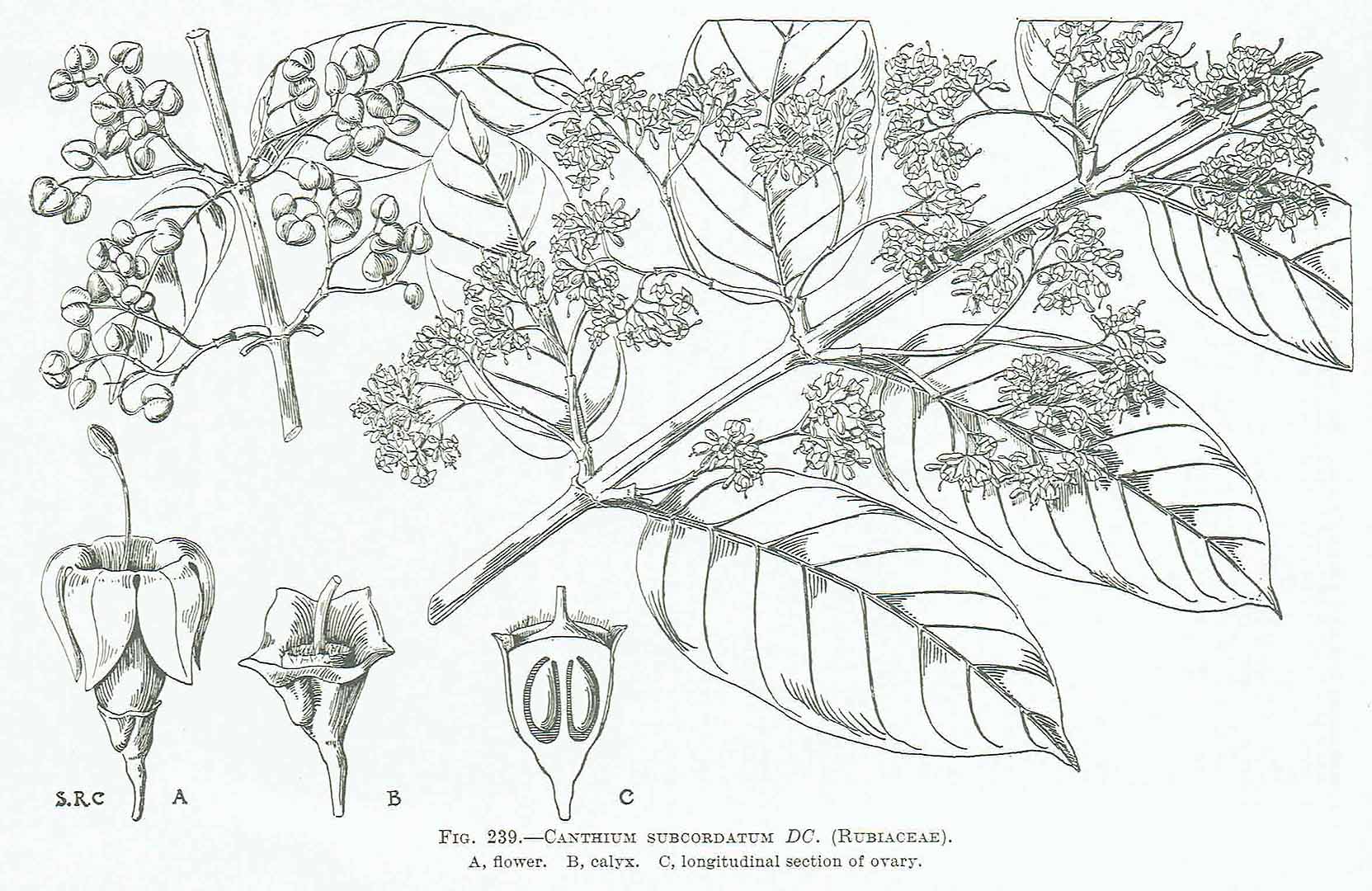 no HD illustration available (3)