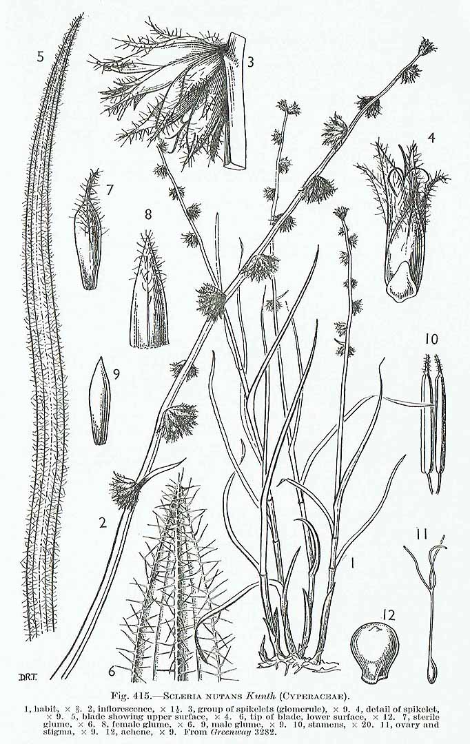 no HD illustration available (3)