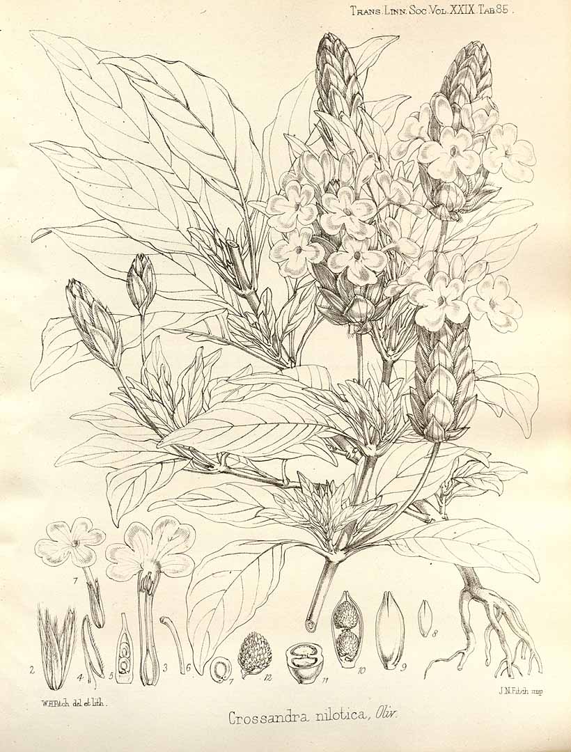 no HD illustration available (3)