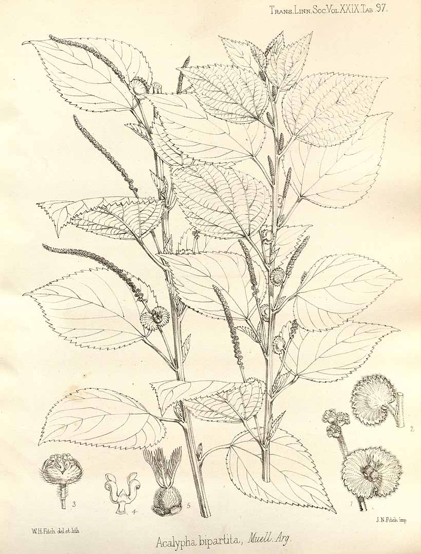 no HD illustration available (3)