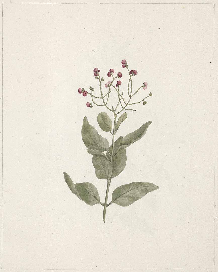 no HD illustration available (3)