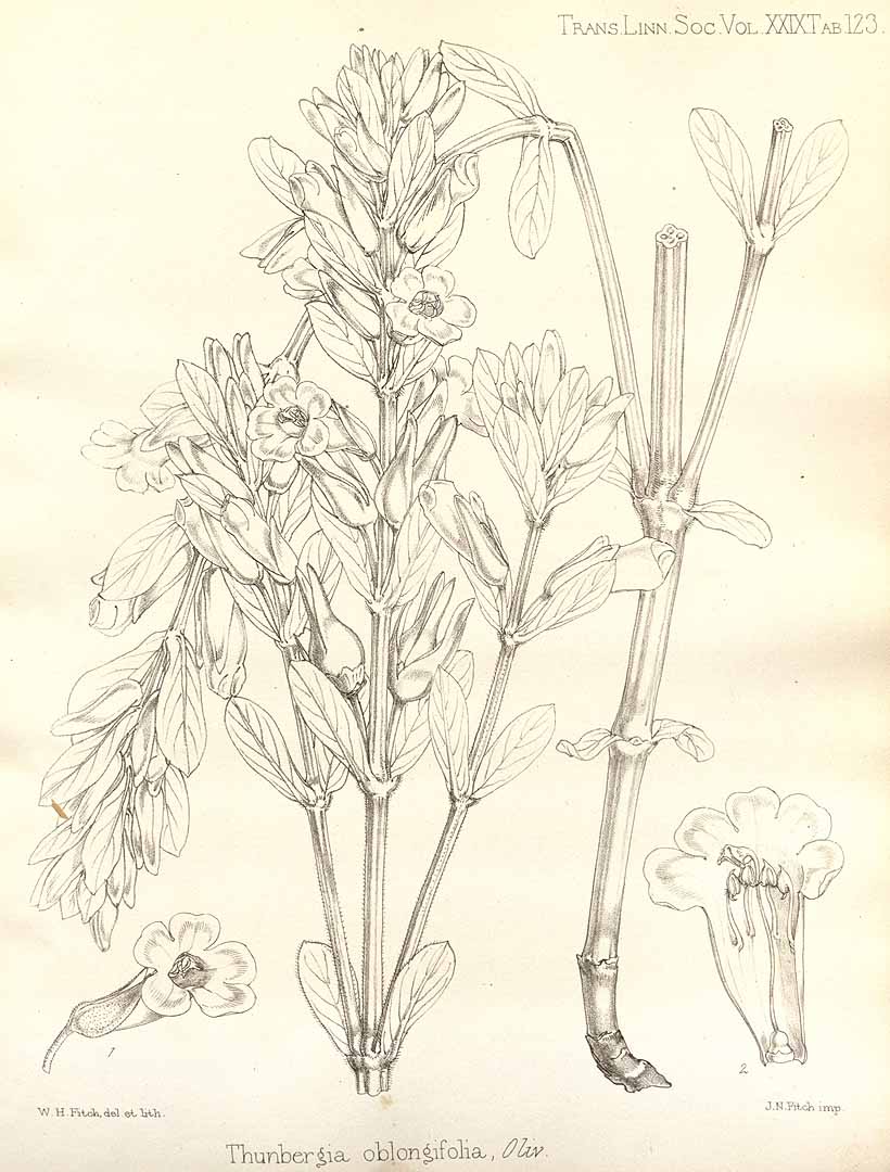 no HD illustration available (3)