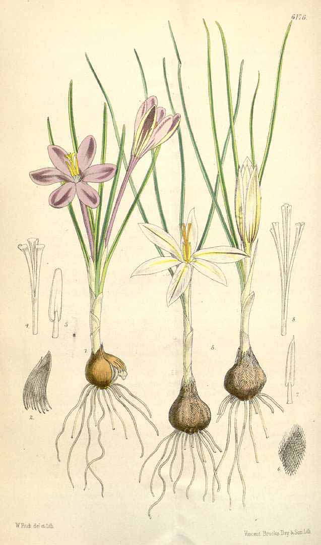 no HD illustration available (3)