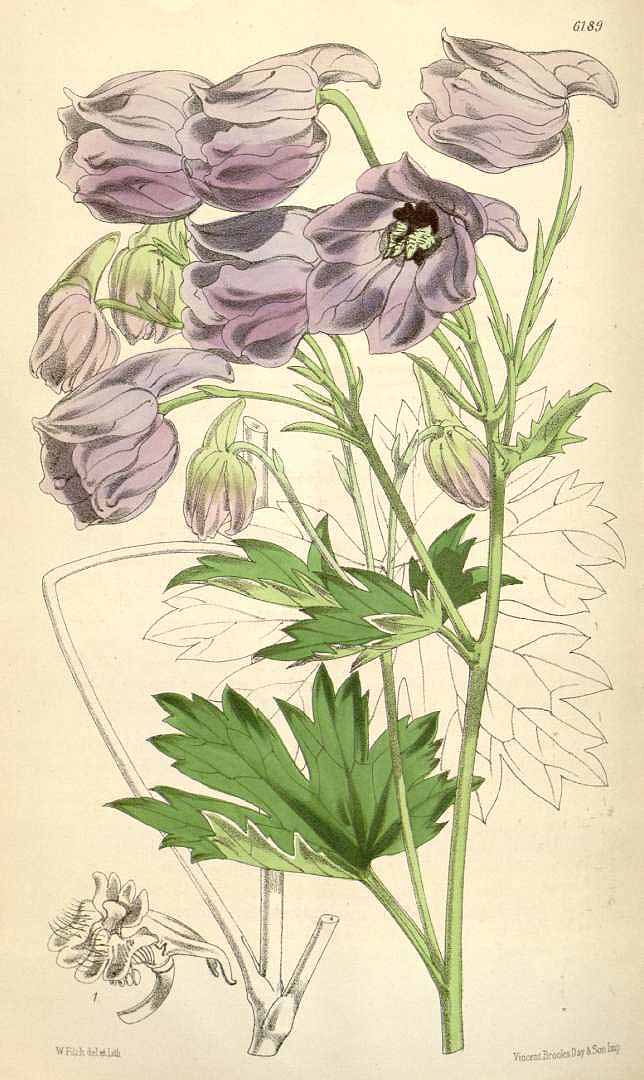 no HD illustration available (3)