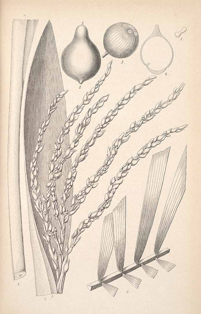 no HD illustration available (3)